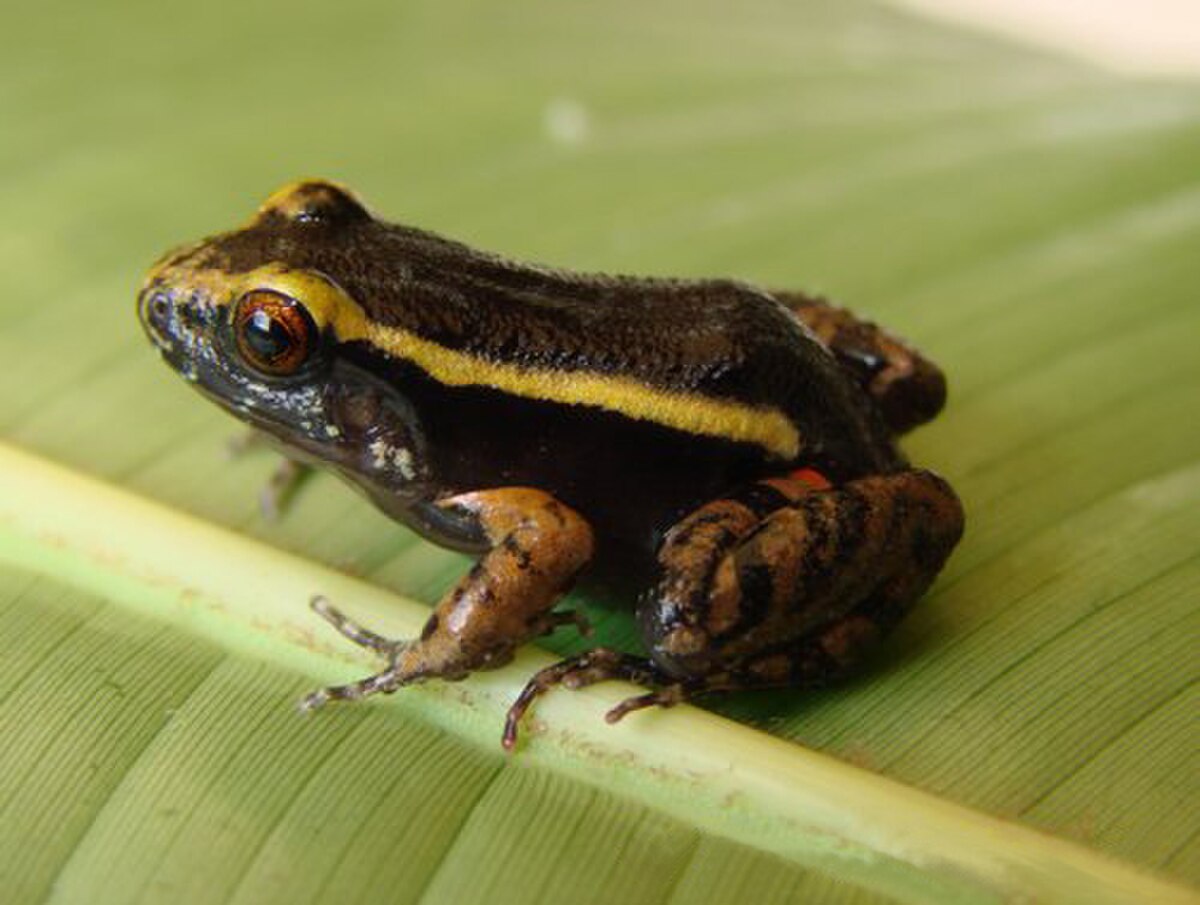 Leptodactylus lineatus