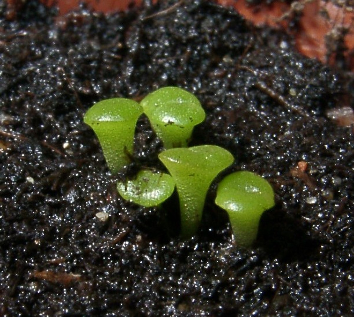 Lithops
