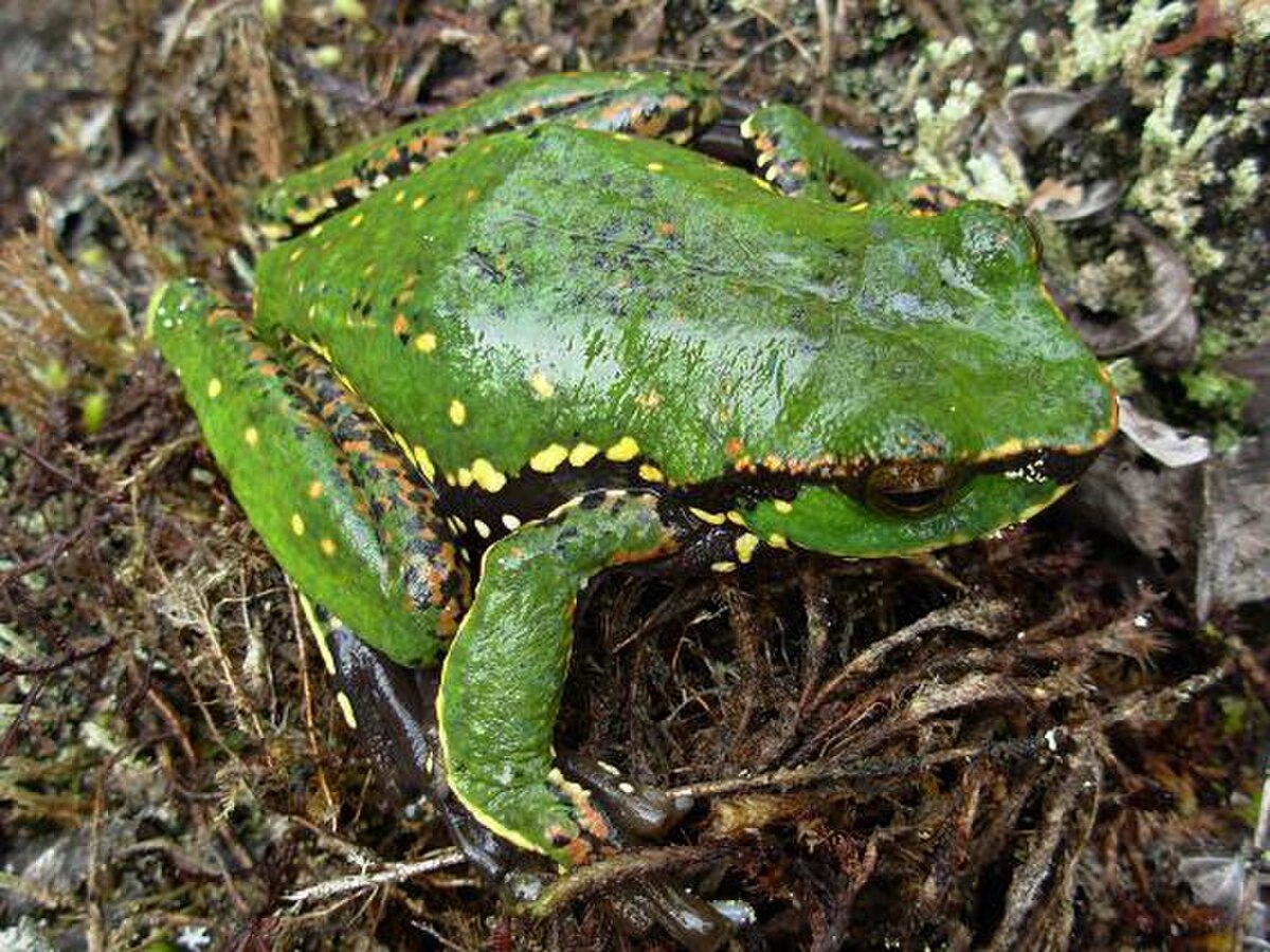 Litoria angiana