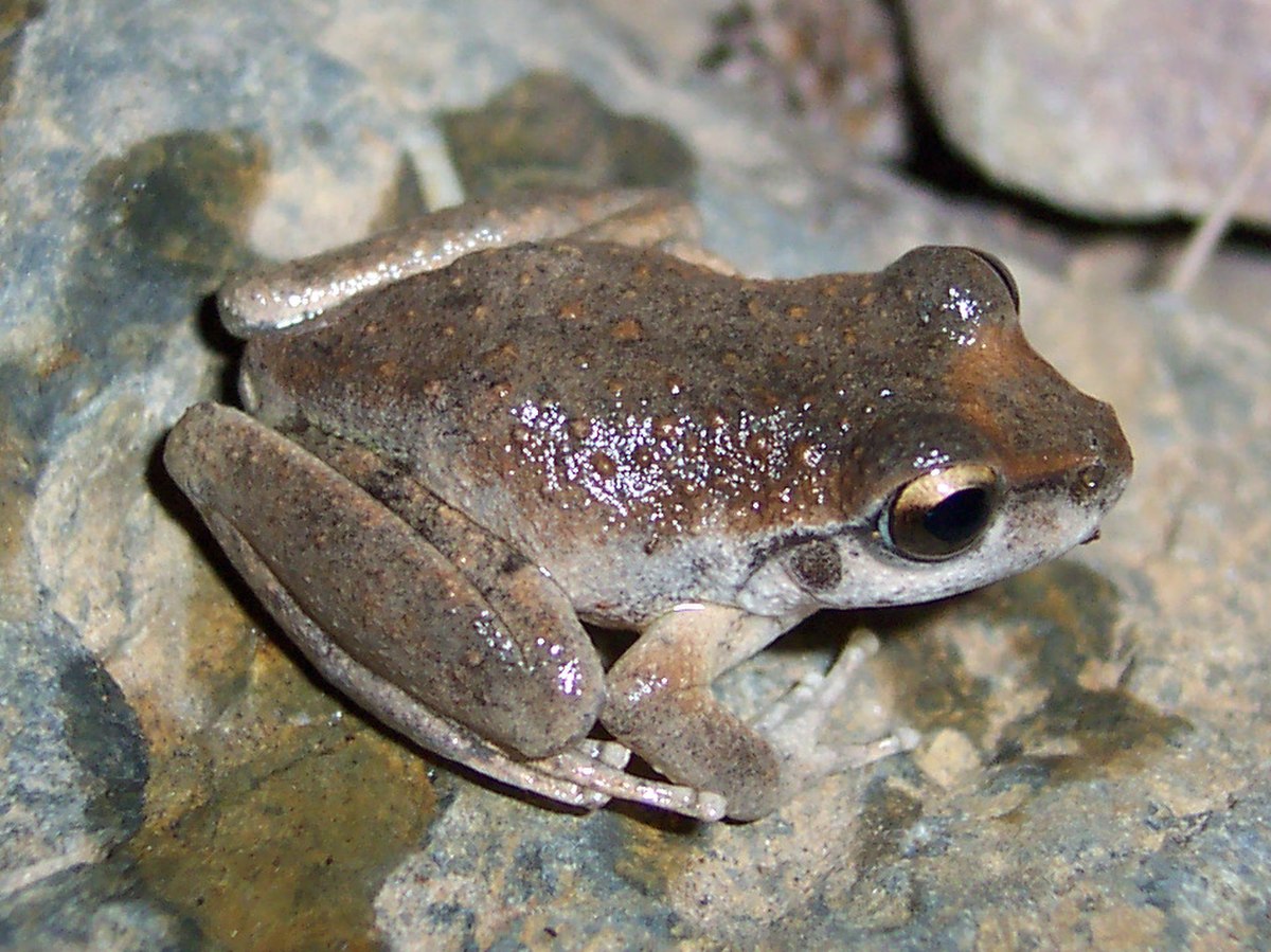 Litoria booroolongensis