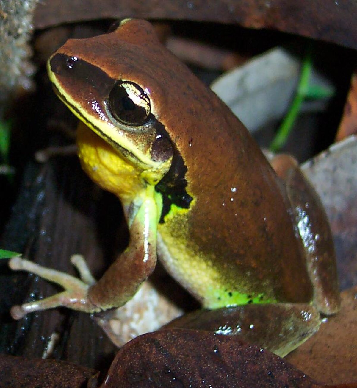 Litoria brevipalmata