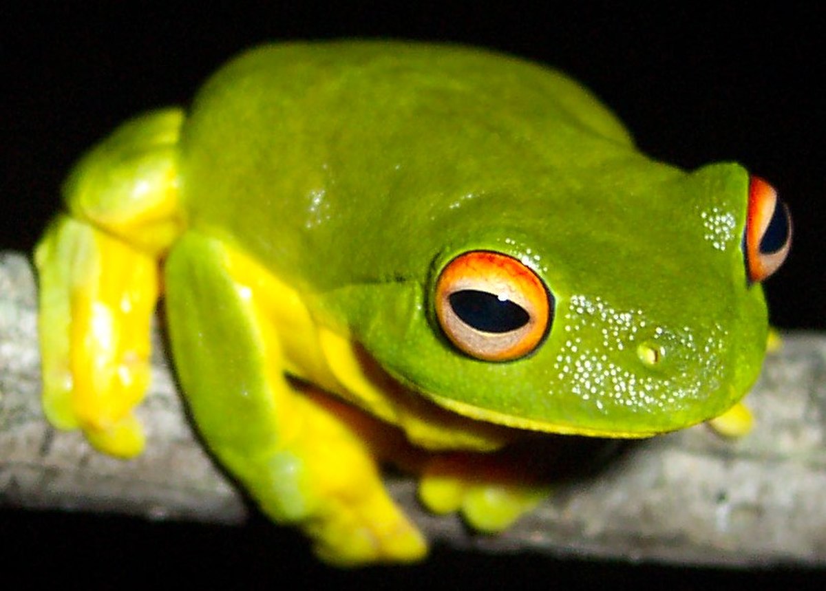 Litoria chloris