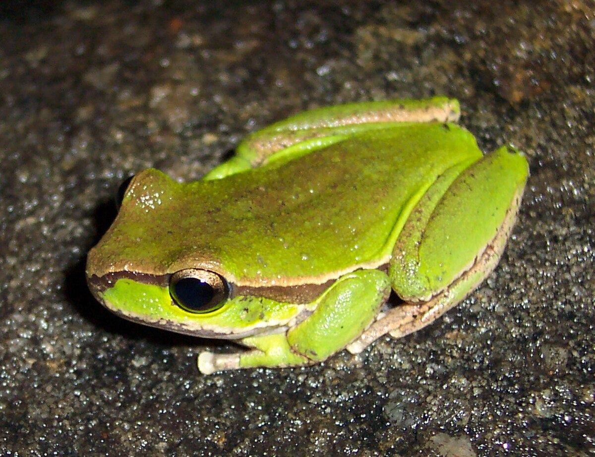 Litoria citropa