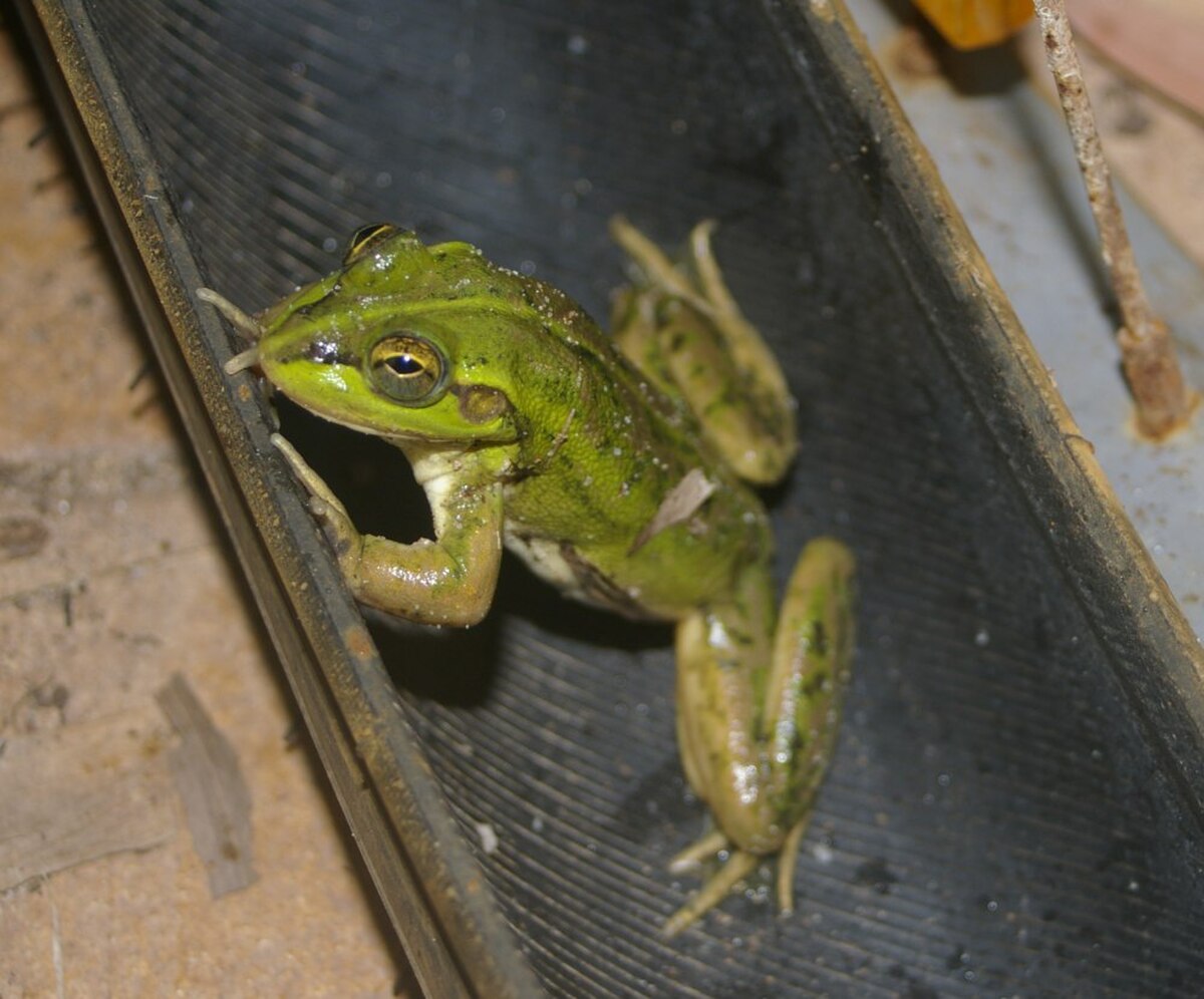 Litoria dahlii