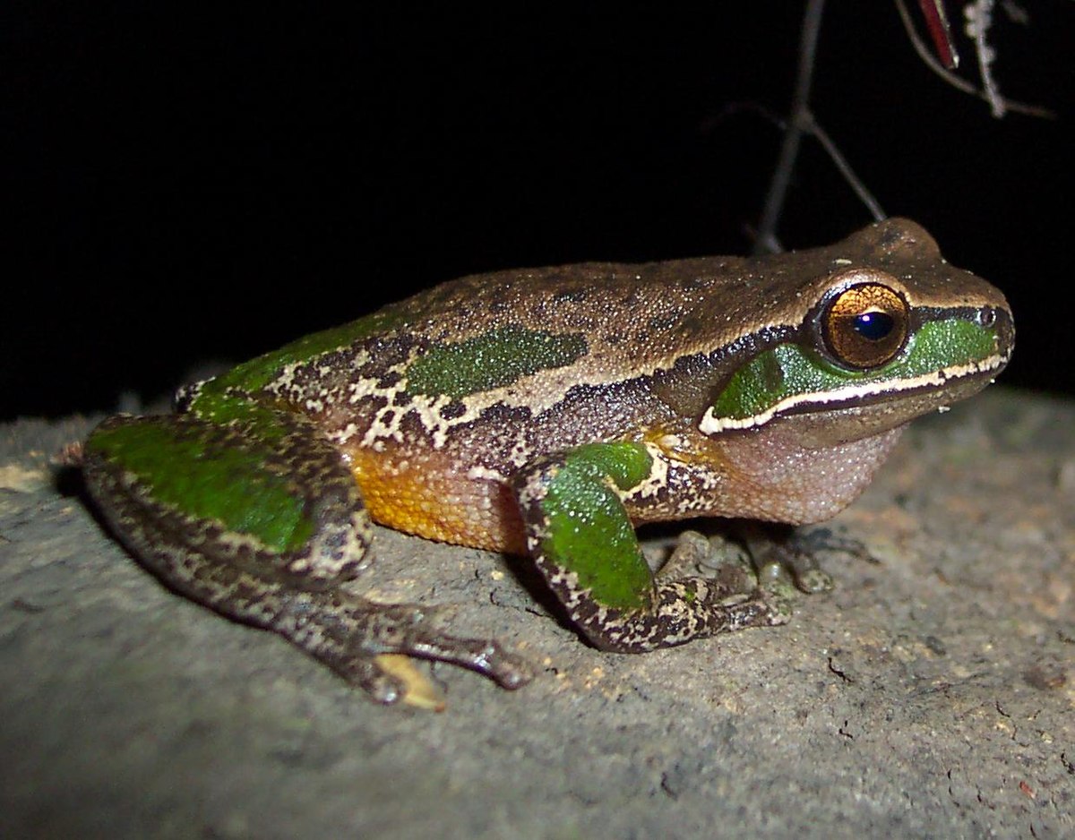 Litoria daviesae