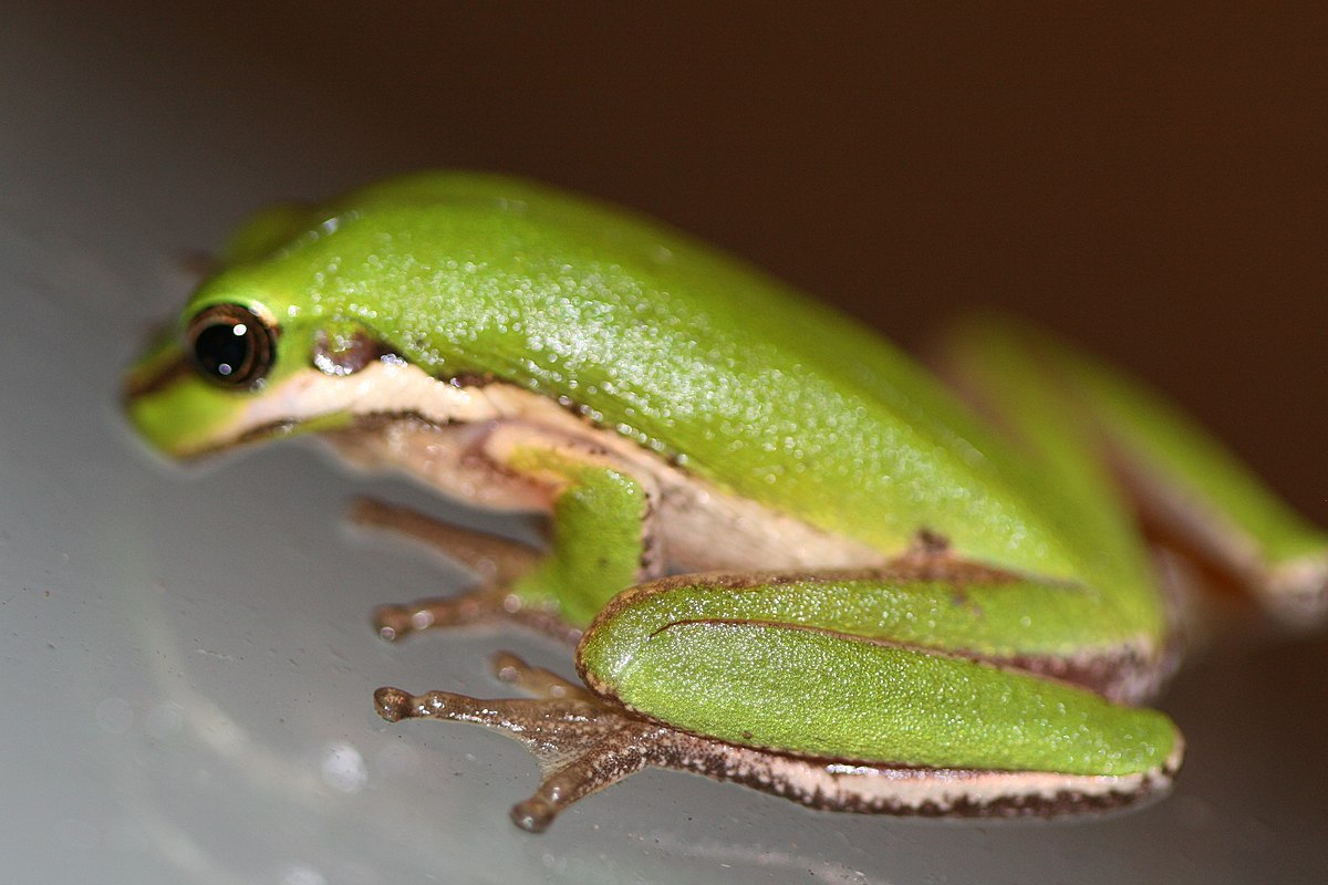 Litoria fallax 1.jpg