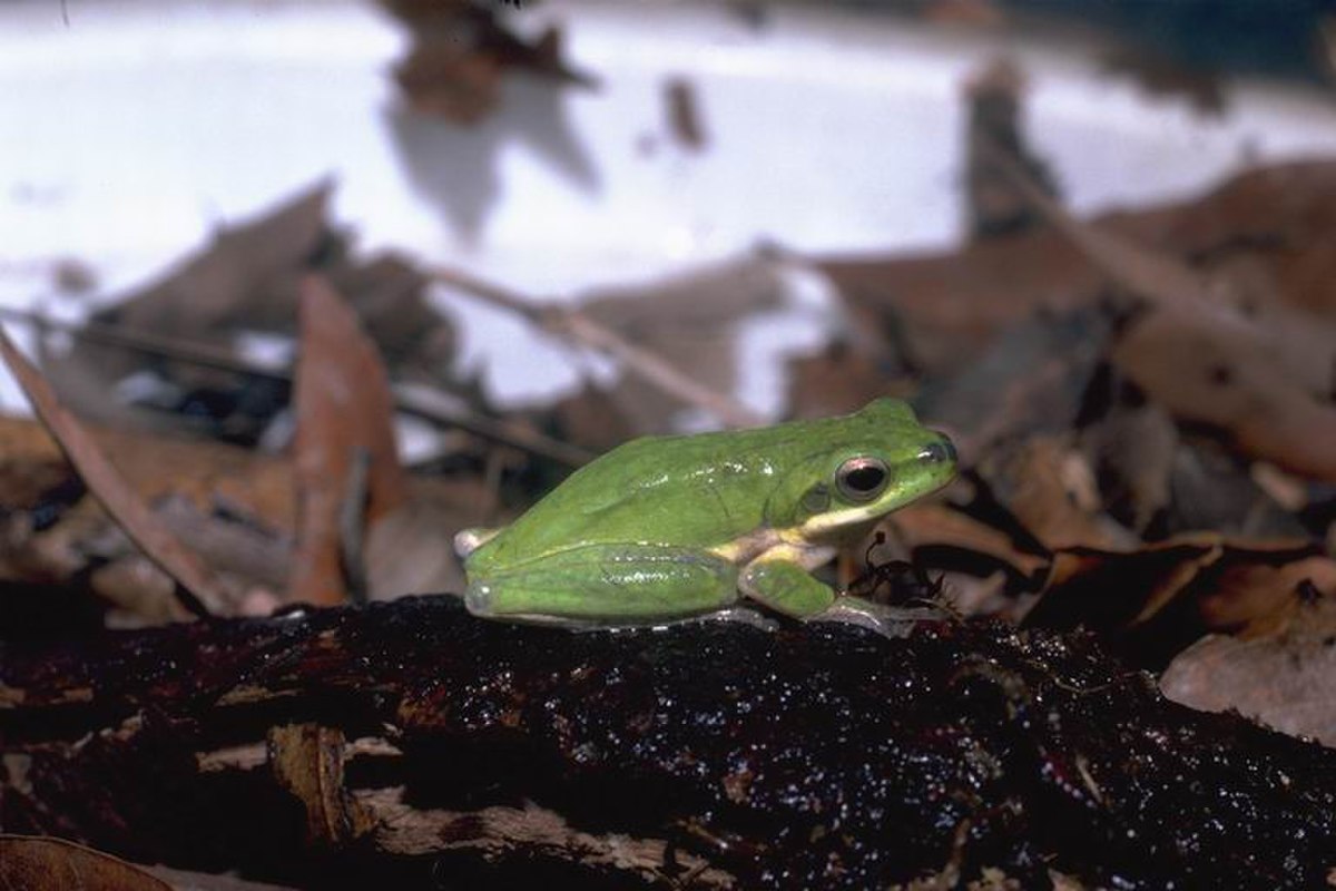 Litoria fallax02.jpg