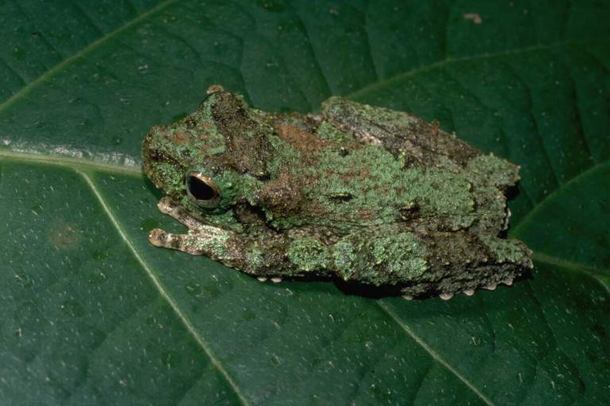 Litoria genimaculata