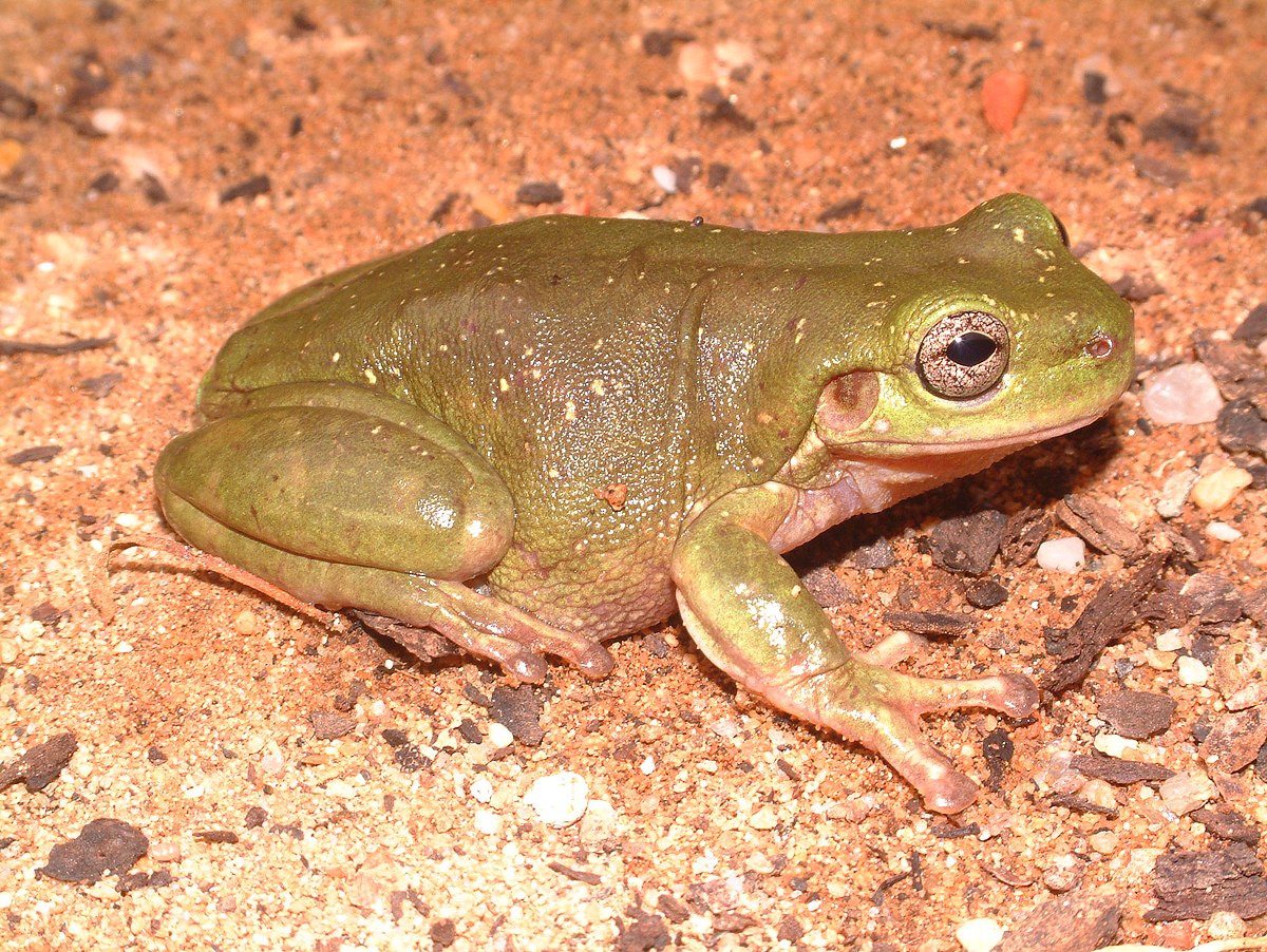 Litoria gilleni