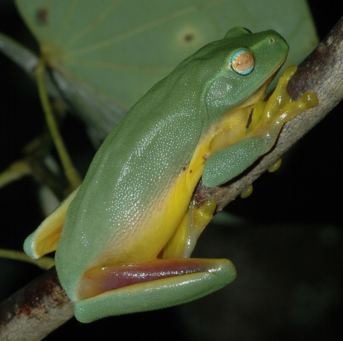 Litoria gracilenta