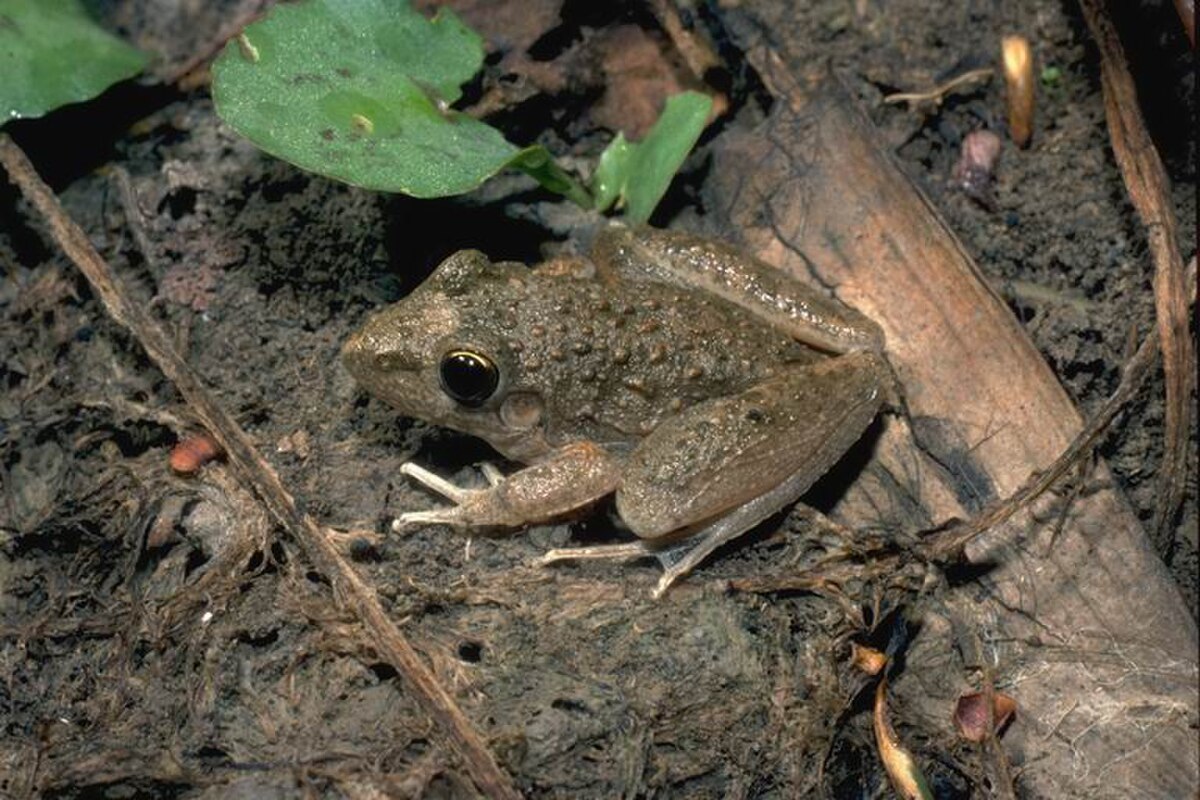 Litoria inermis