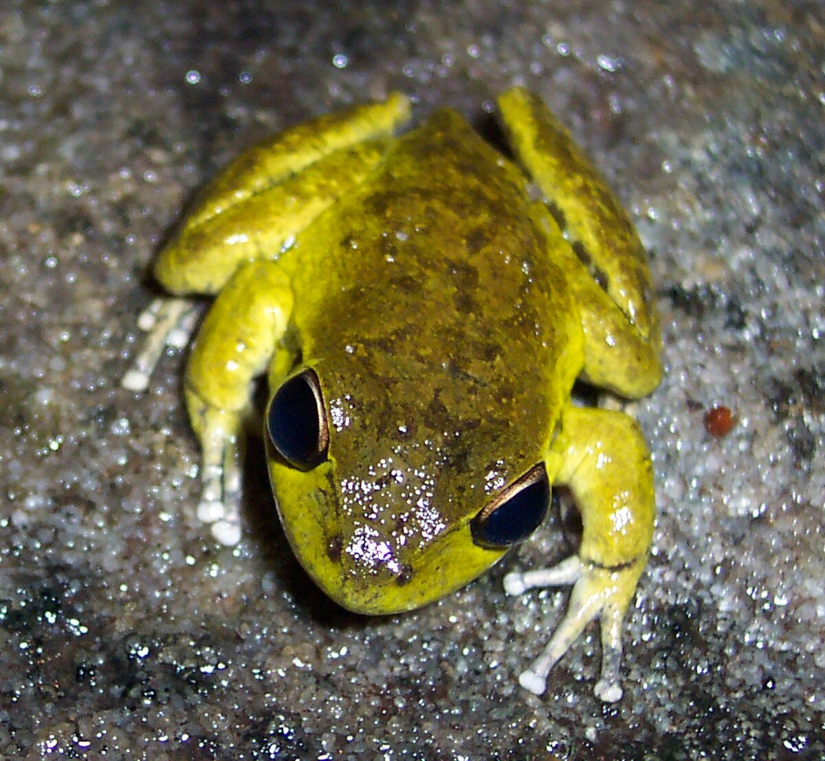 Litoria lesueurii