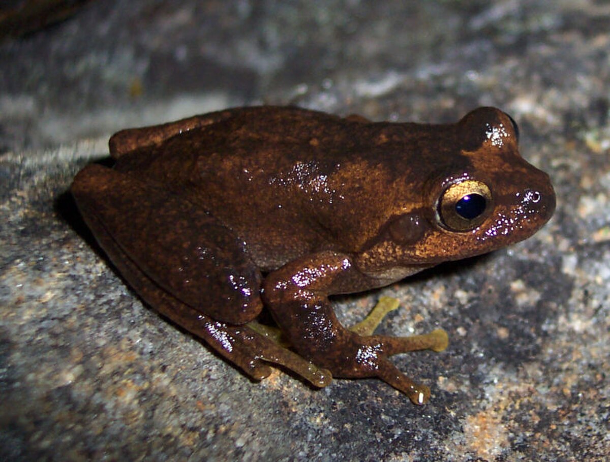 Litoria littlejohni