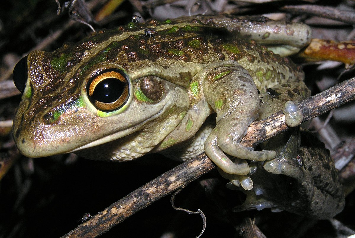 Litoria moorei