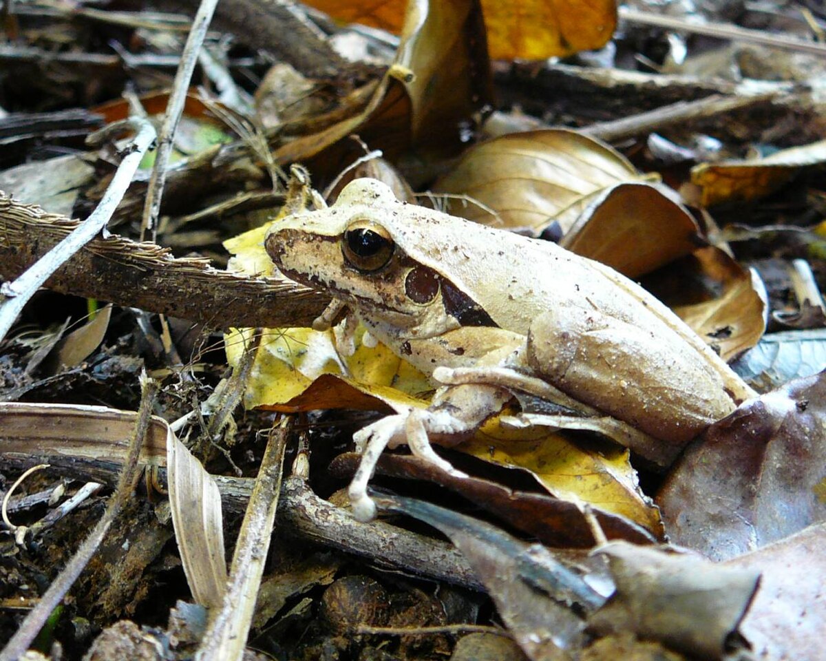 Litoria nigrofrenata