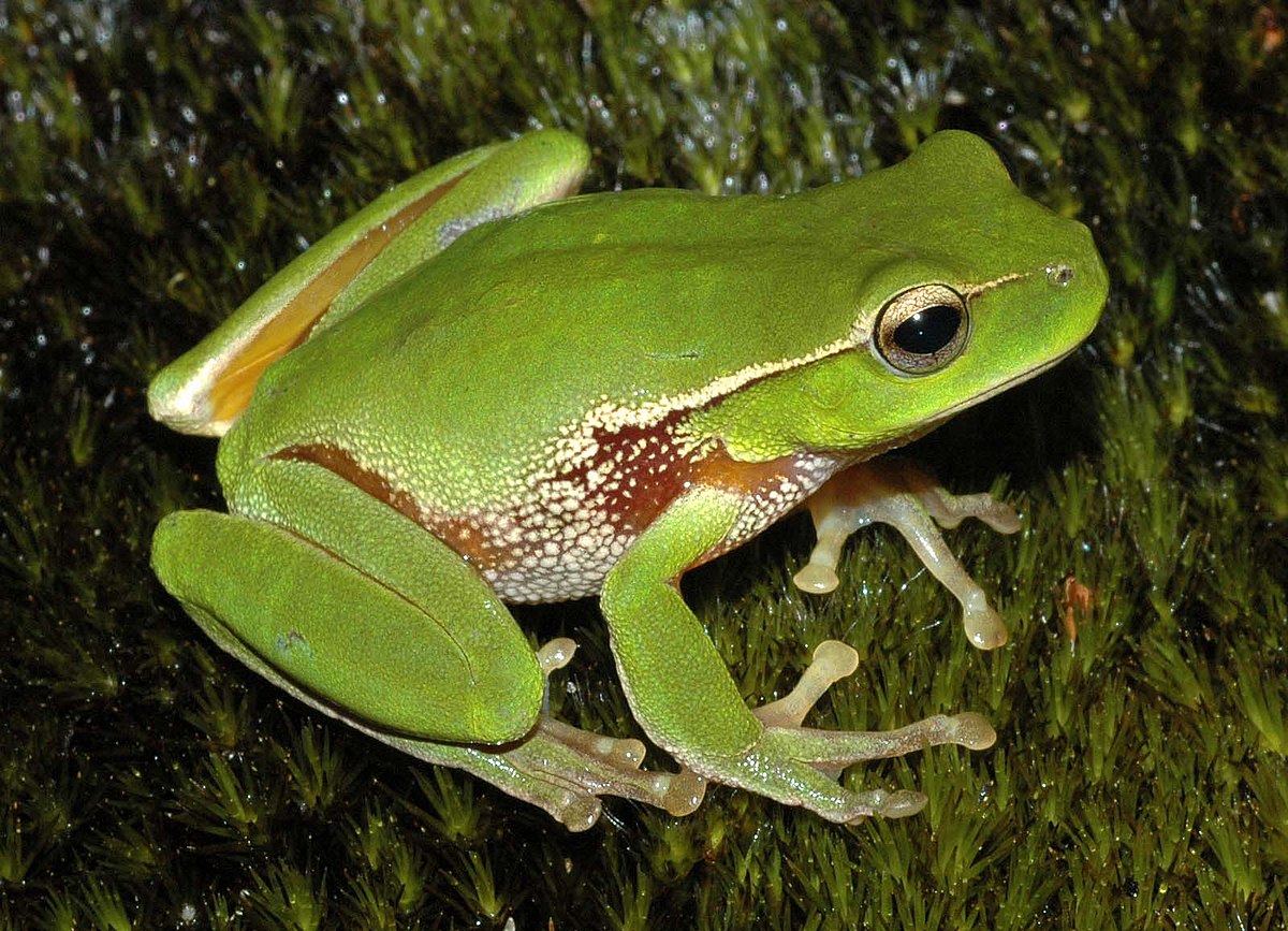 Amphibiens d'Australie