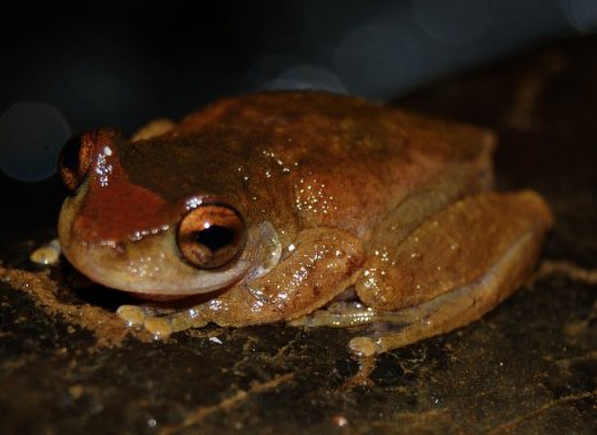 Litoria rheocola