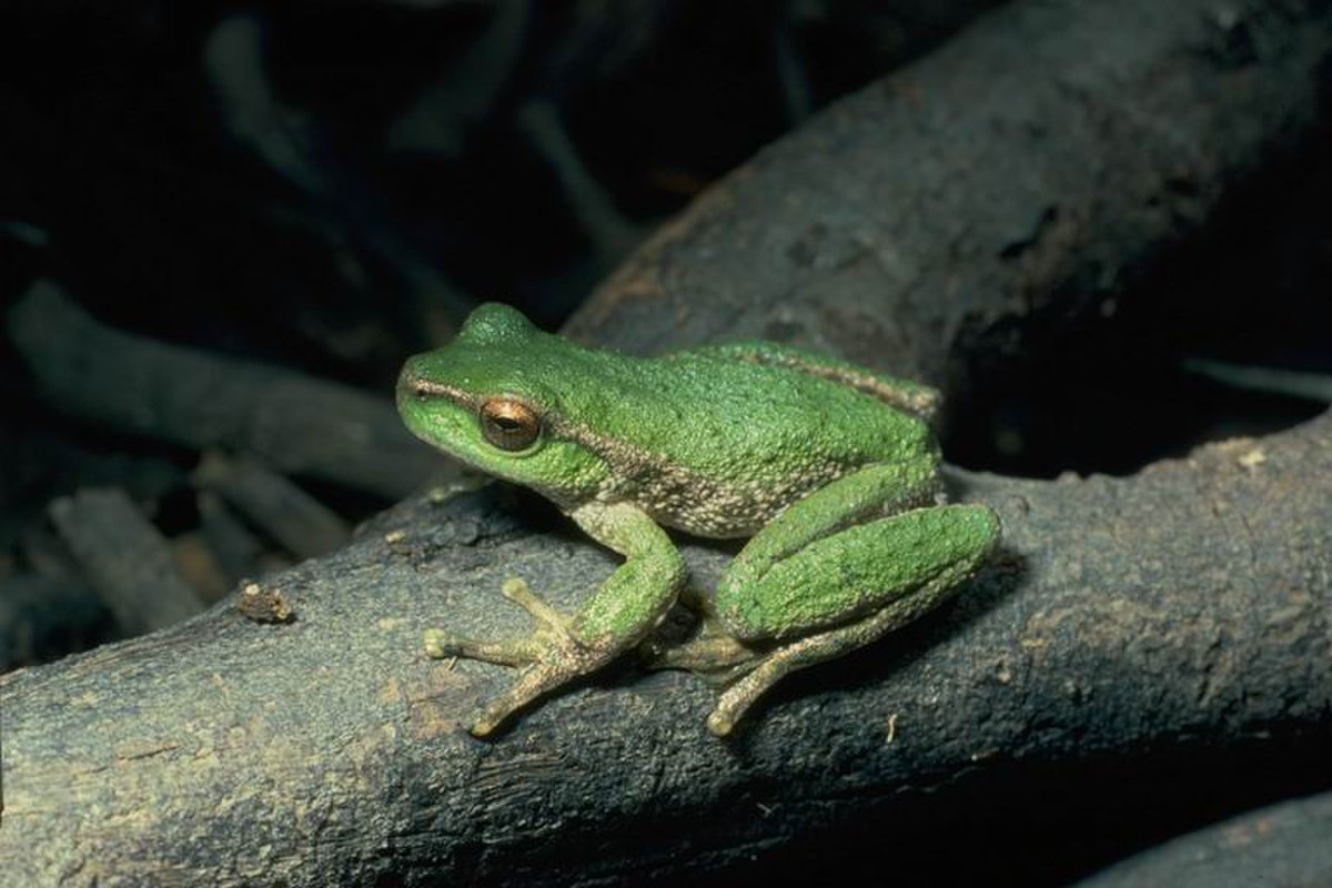 Litoria spenceri