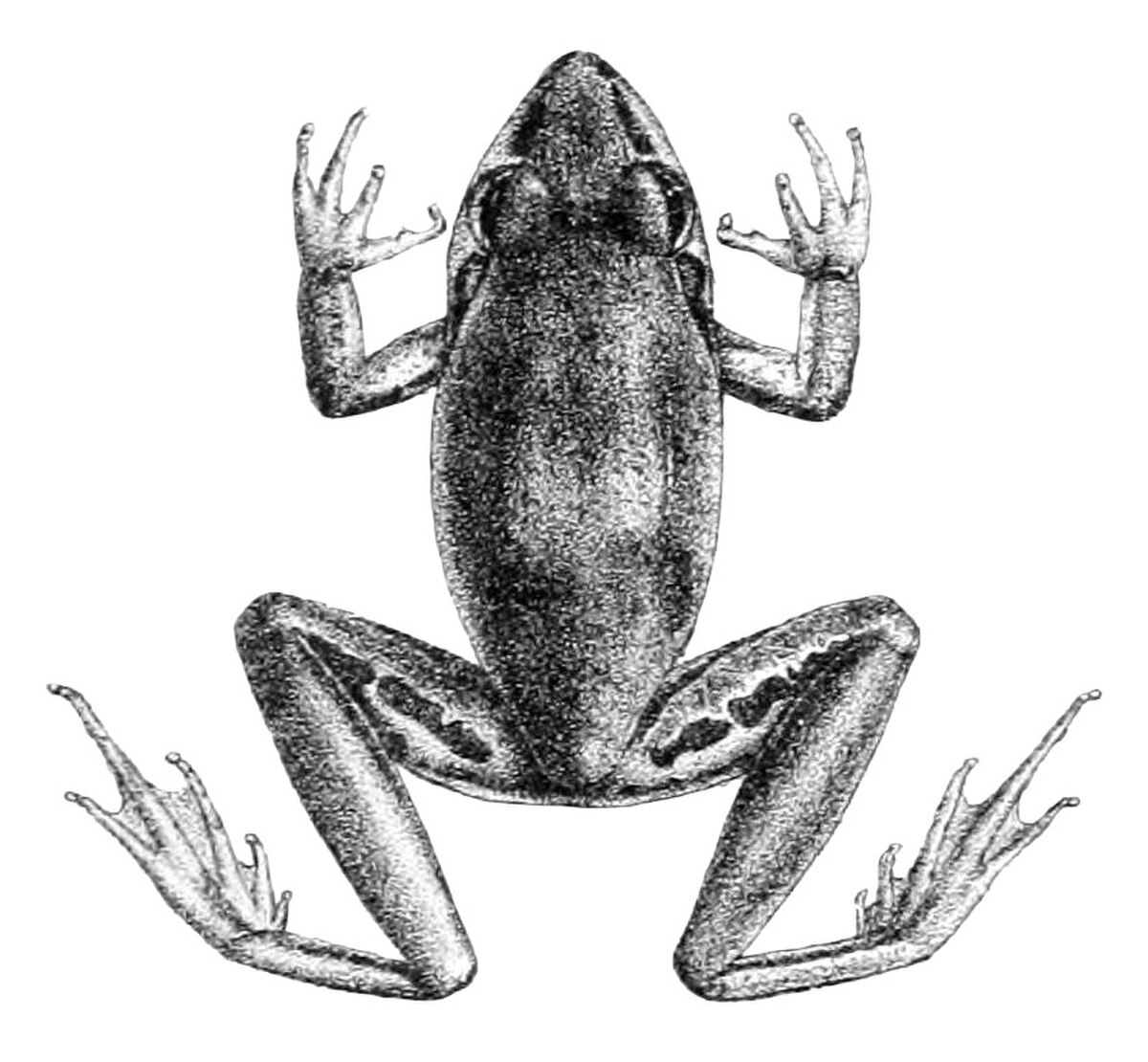 Litoria tornieri