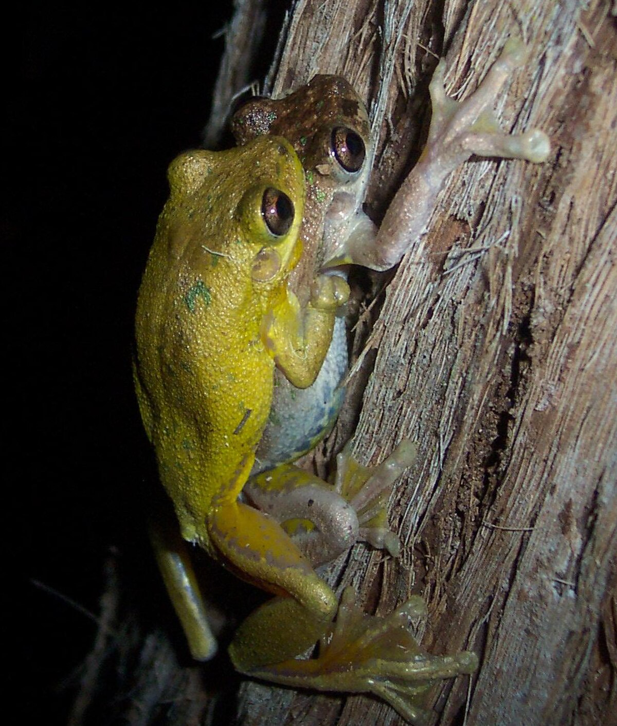 Litoria tyleri