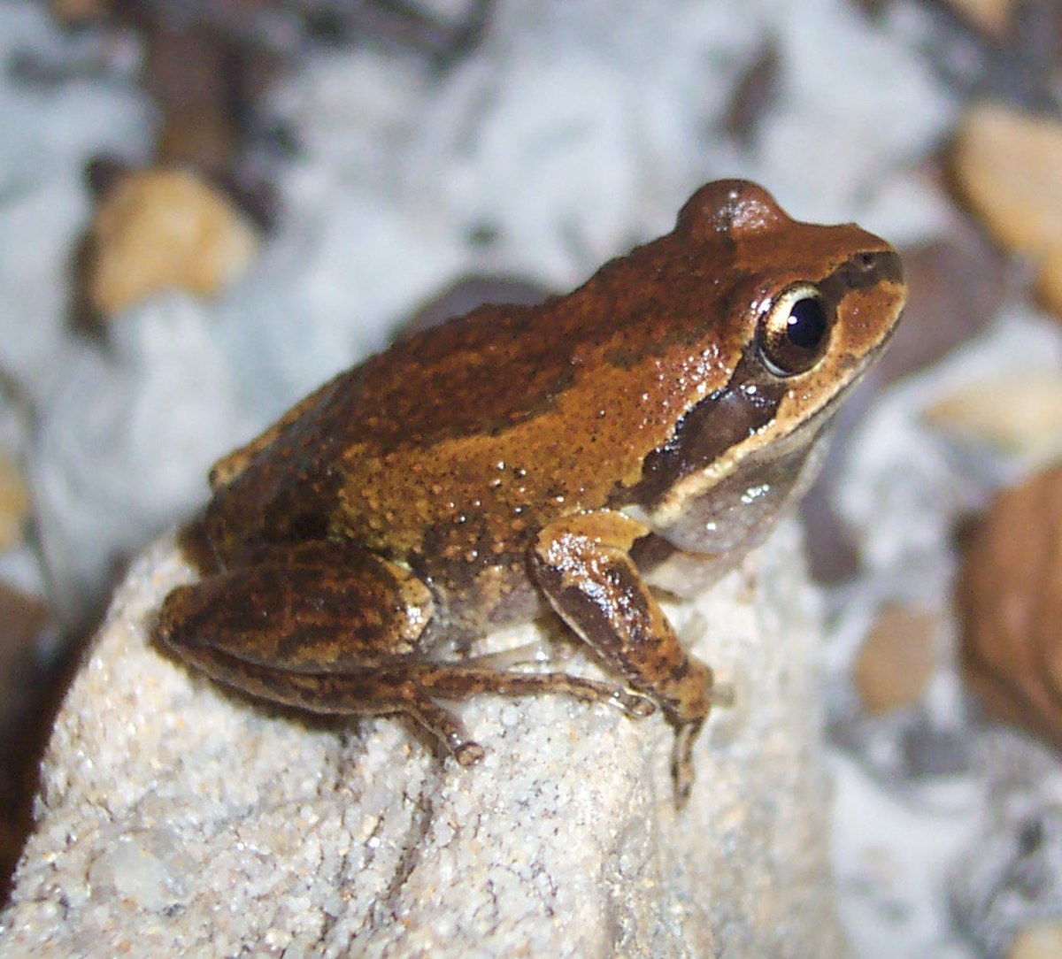 Litoria verreauxii