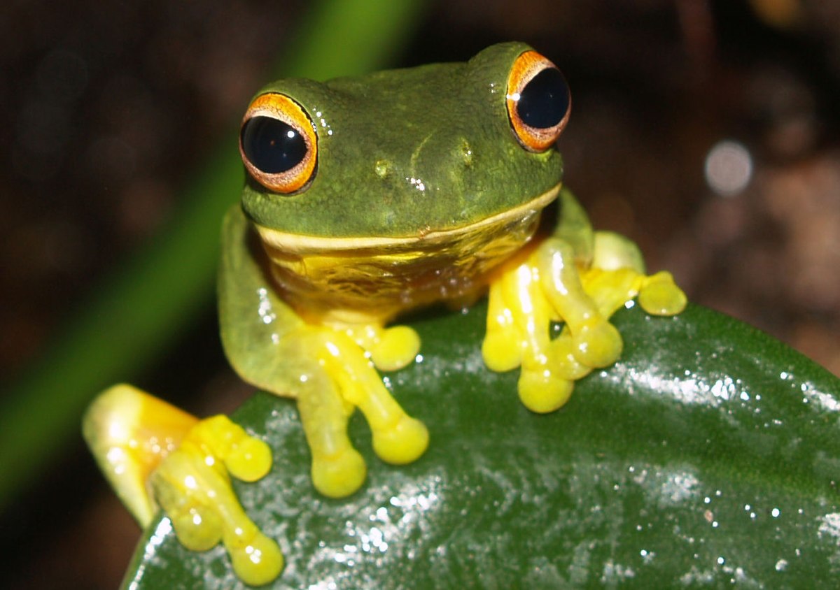 Litoria xanthomera
