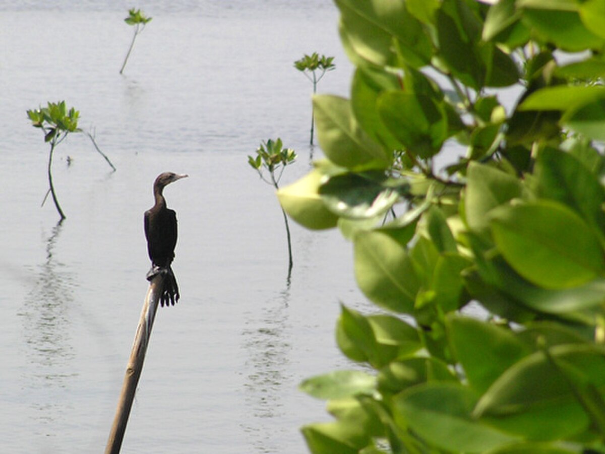 Cormoran de Vieillot