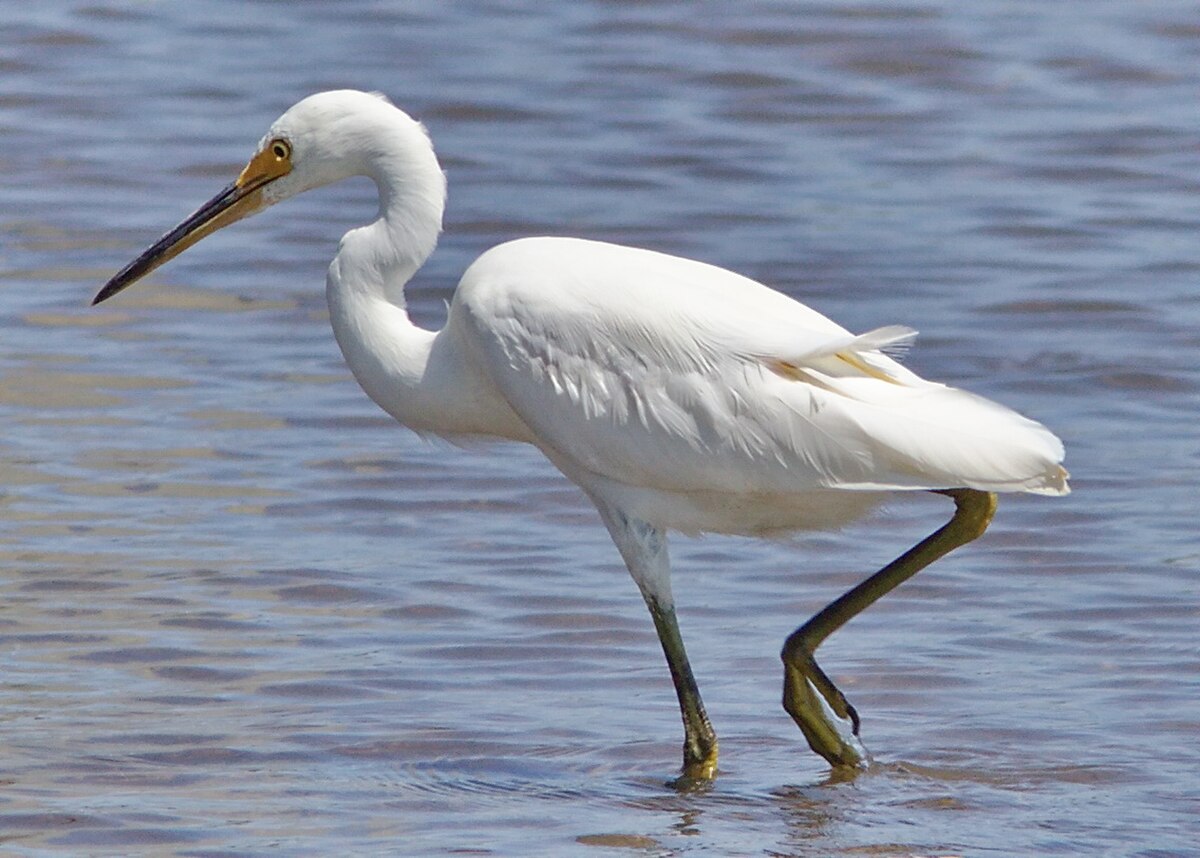 Aigrette d'Australasie