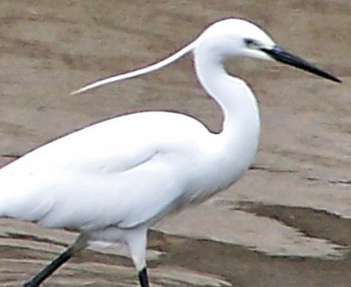 Egretta