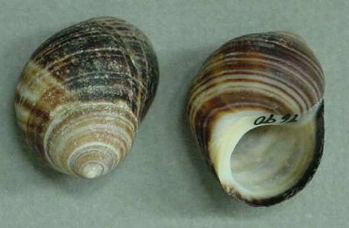 Littorina