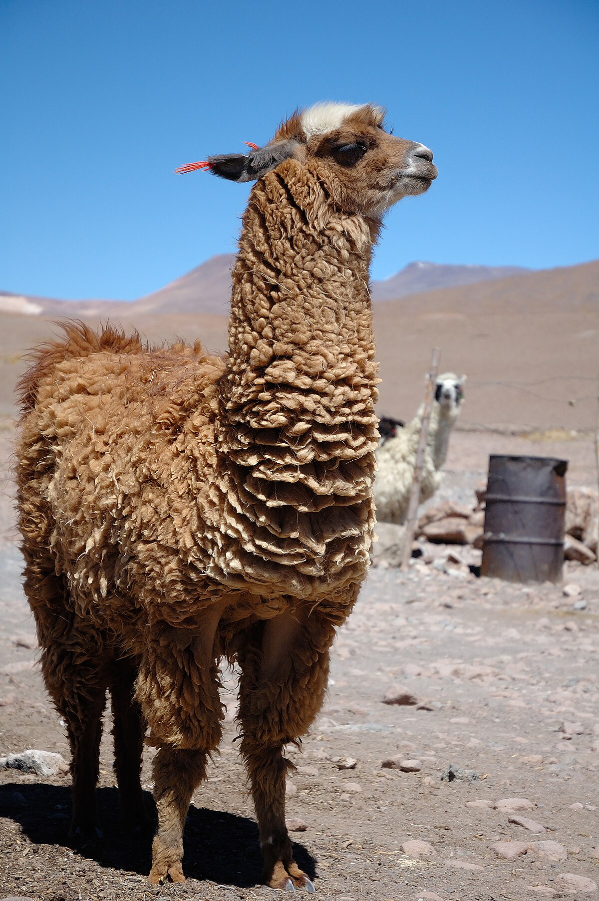 Lama (animal)