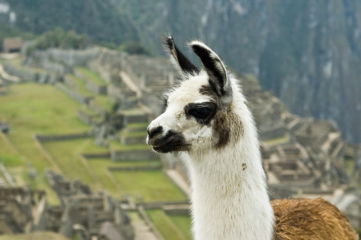 Un lama devant le Machu Picchu