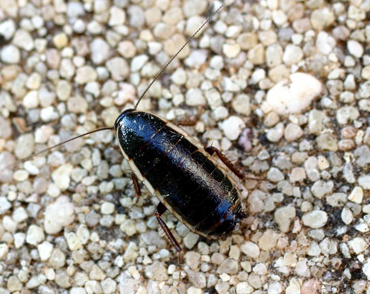 Loboptera