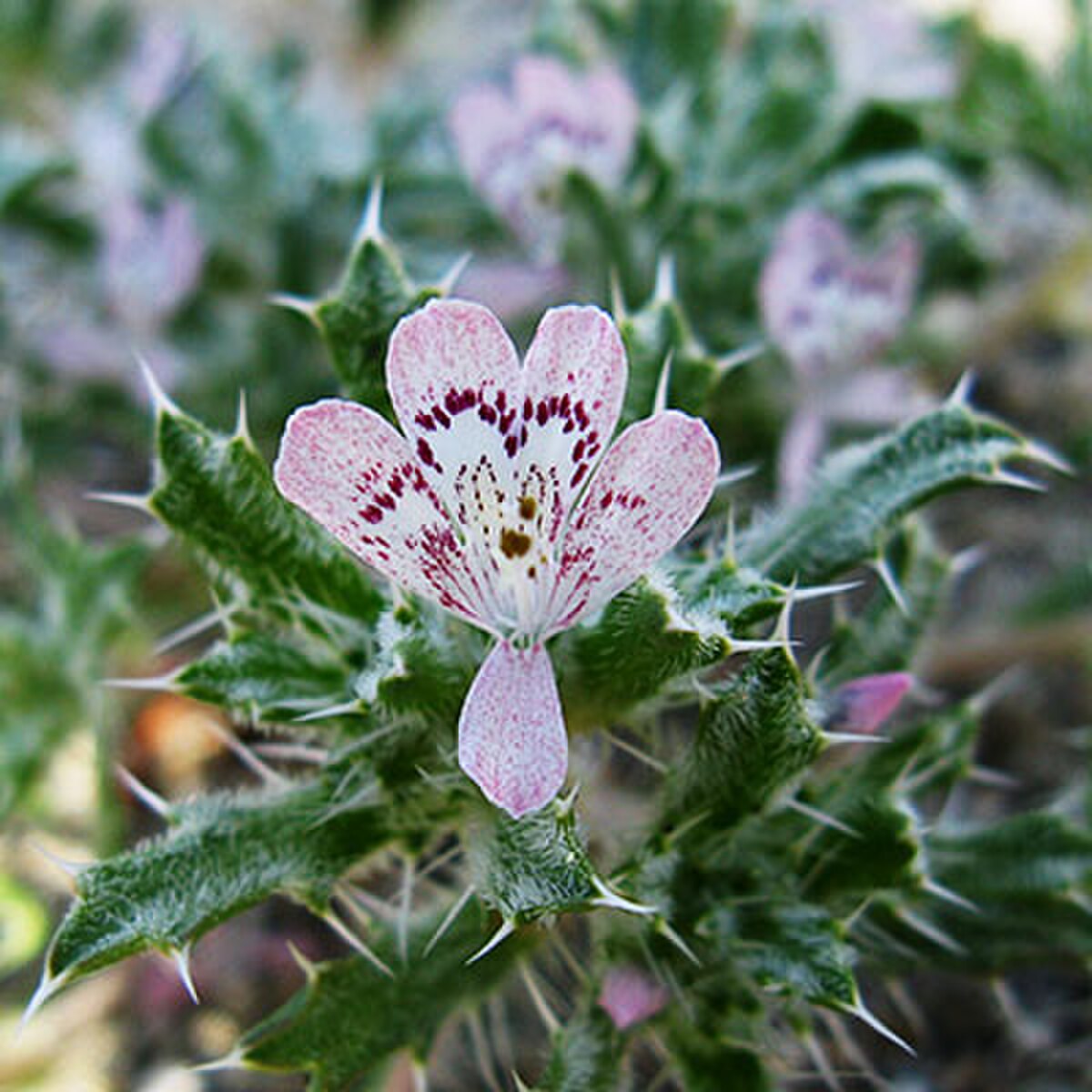 Loeseliastrum matthewsii