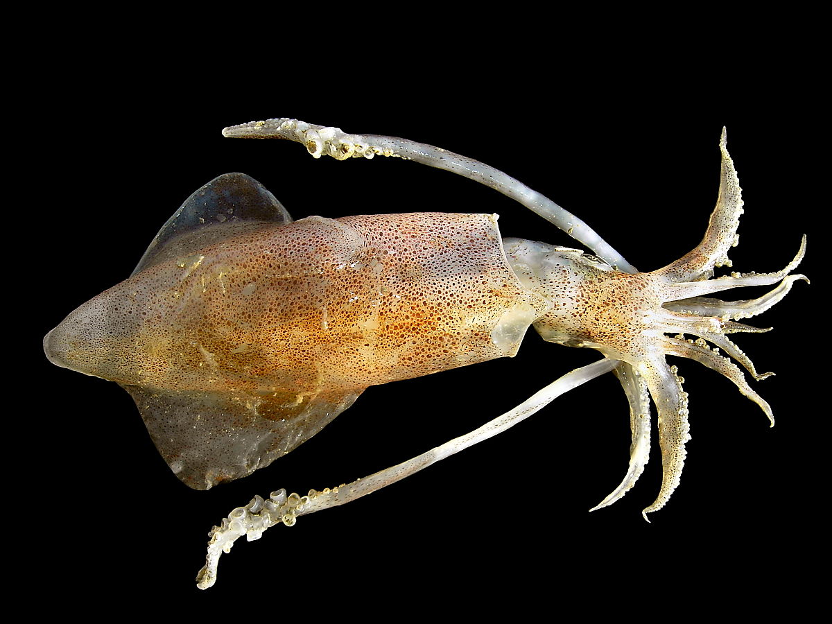 Encornet