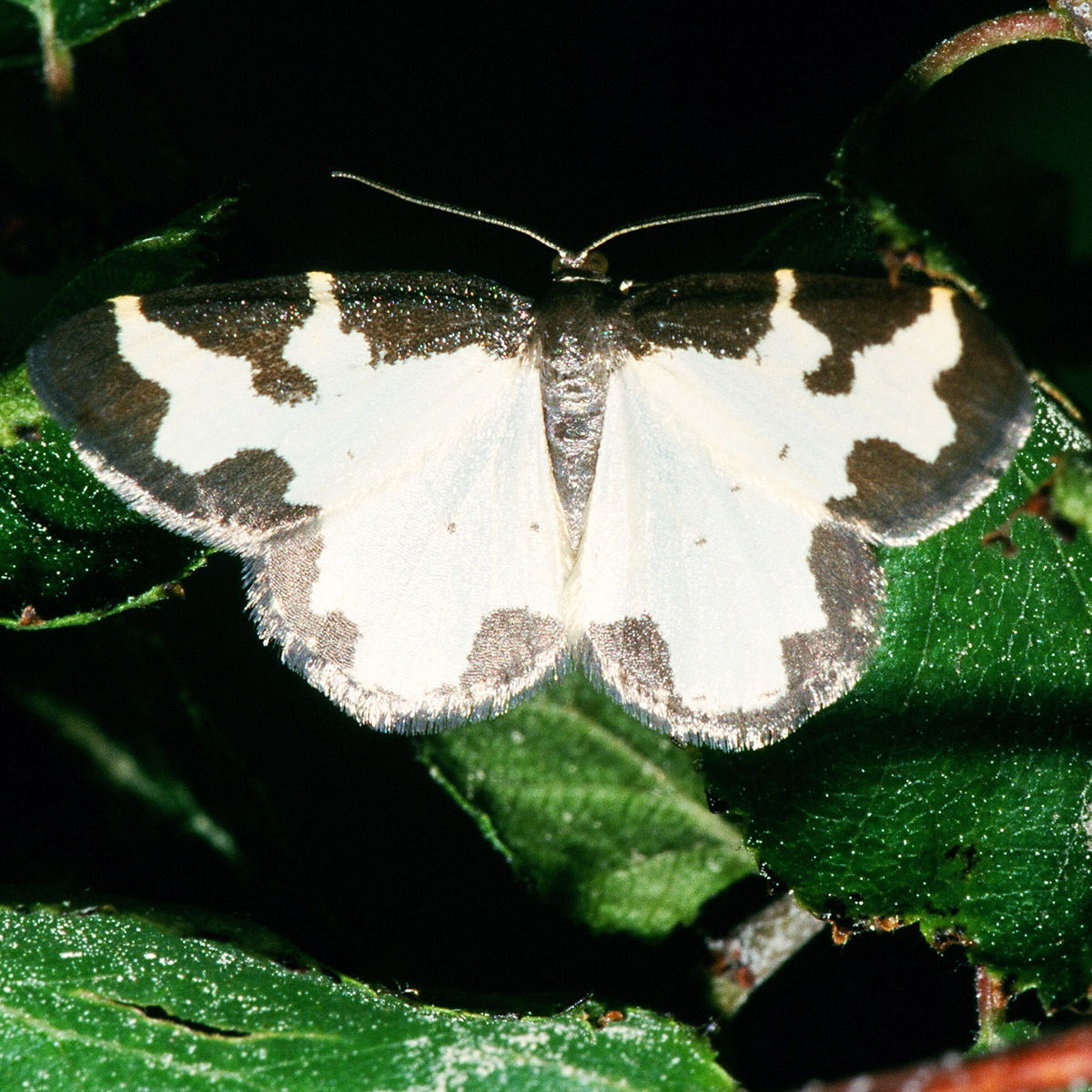 Ennominae
