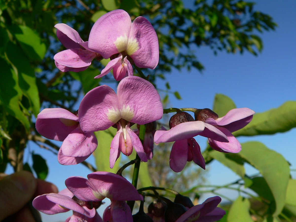 Lonchocarpus