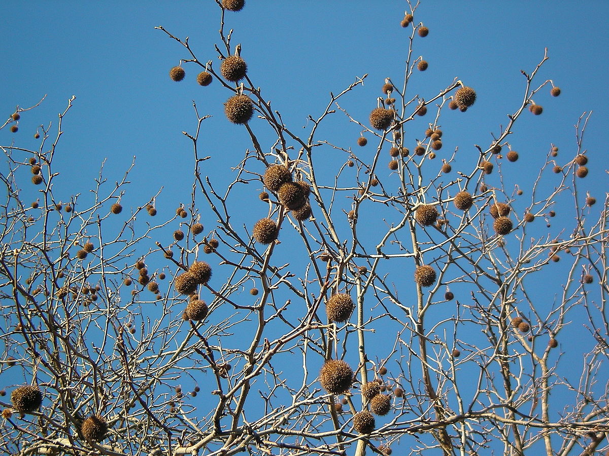 London Plane fruits in air.jpg