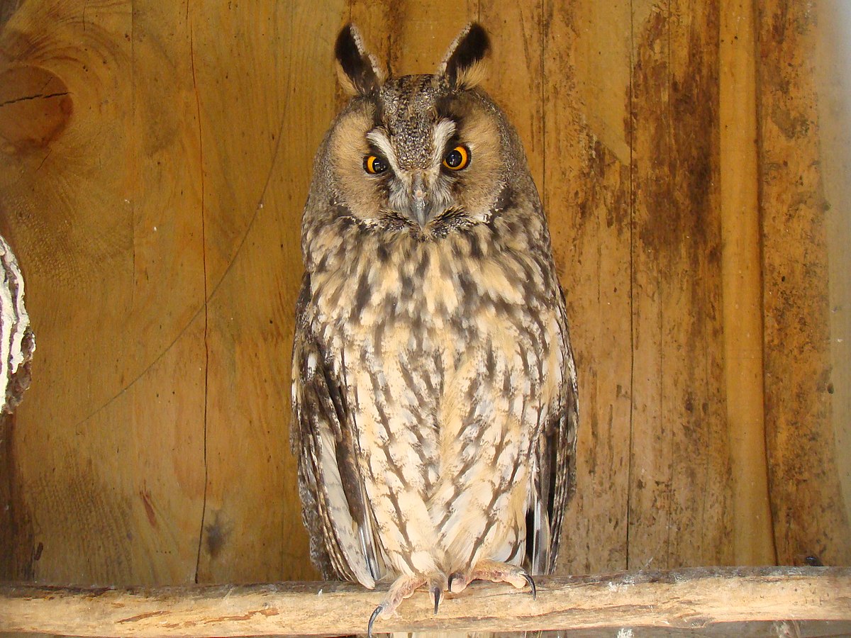 Hibou moyen-duc