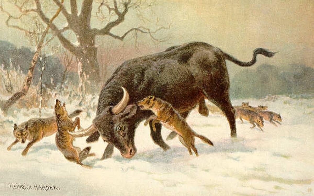 Domestication de Bos taurus