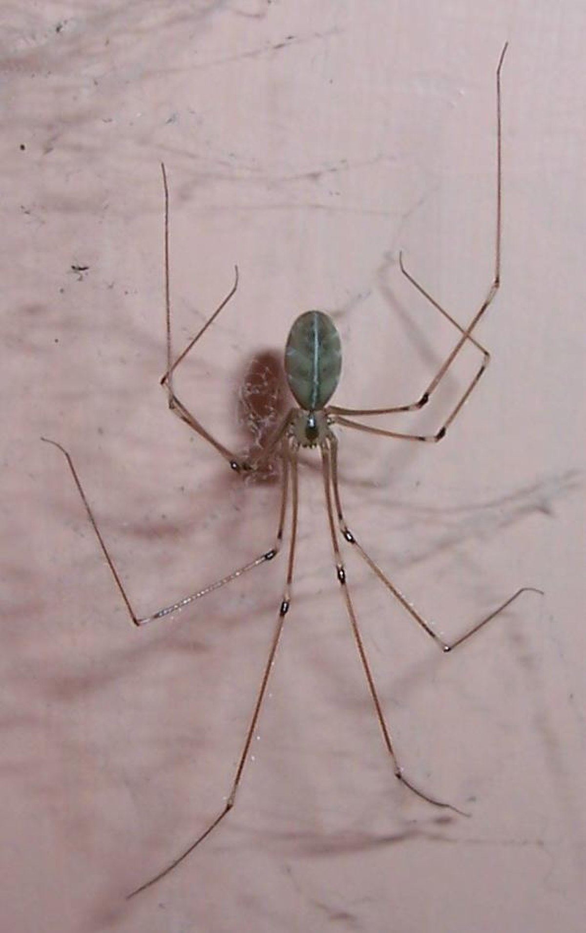 Pholcidae