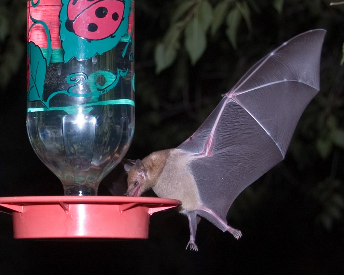 Chauve-souris mexicaine à queue libre
