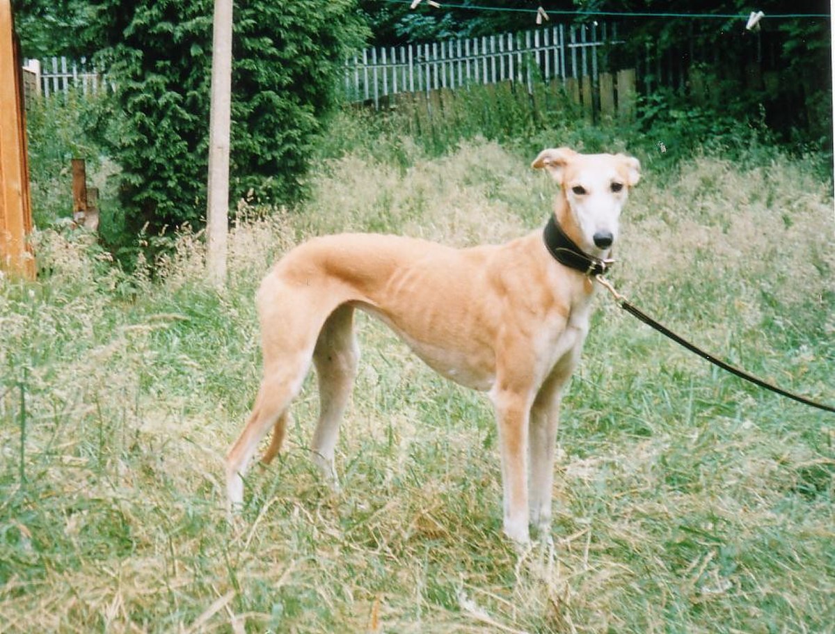 Longdog Abgarden.jpg
