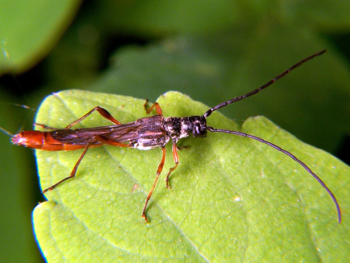 Necydalini