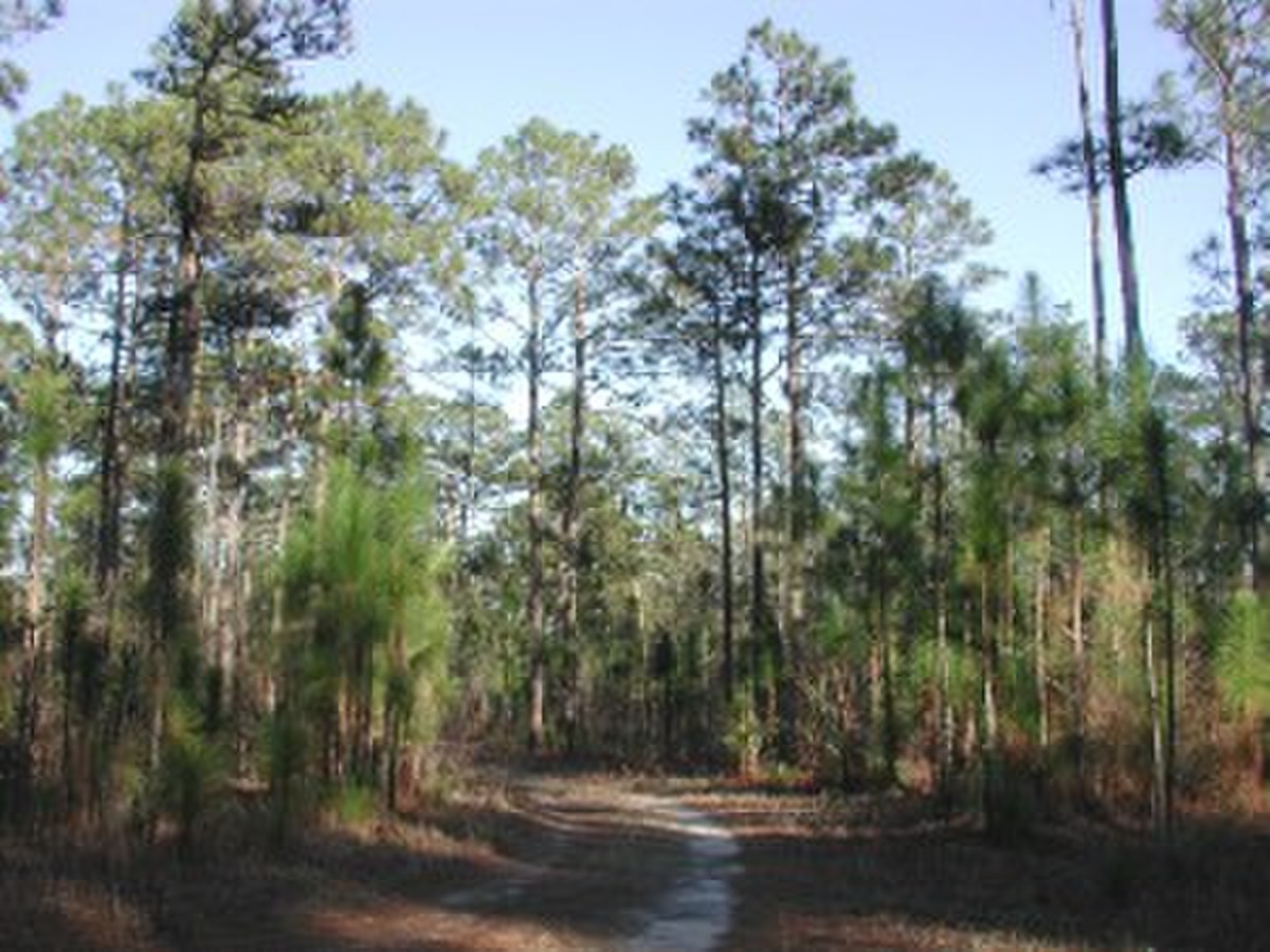 Liste des arbres officiels des États-Unis