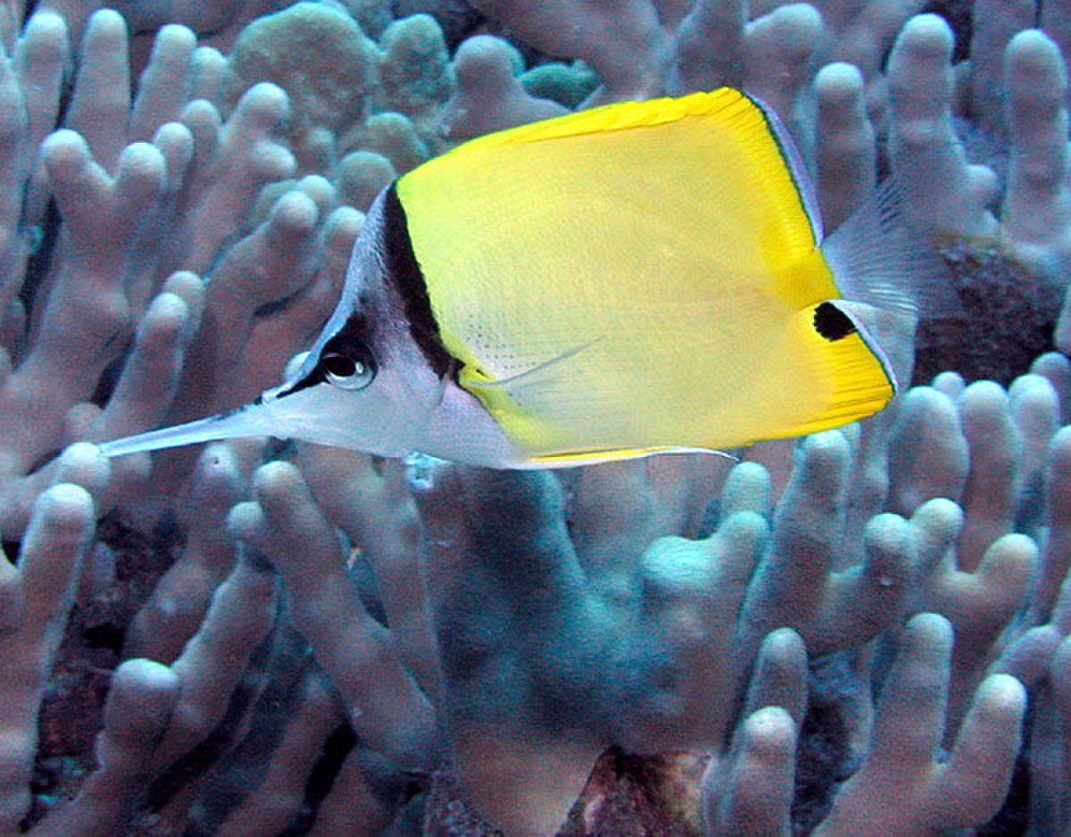 Forcipiger longirostris