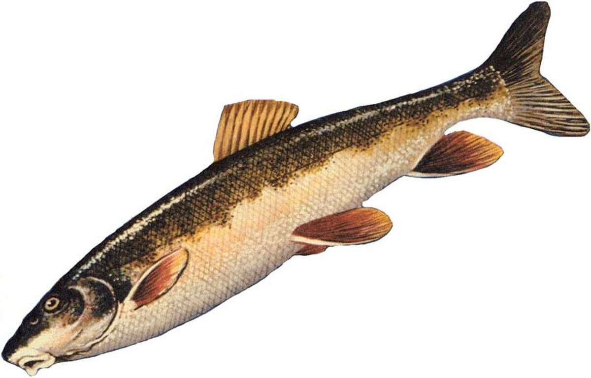 Catostomus