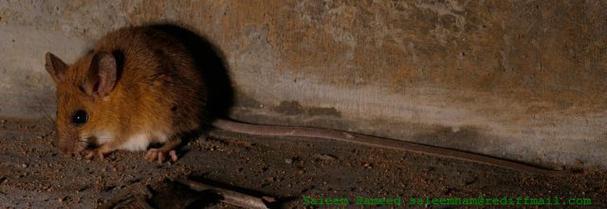 Souris à longue queue