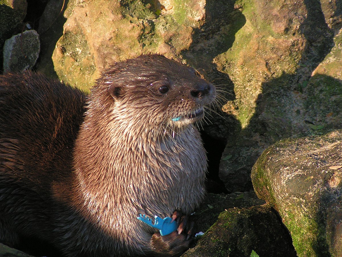 Lontra longicaudis