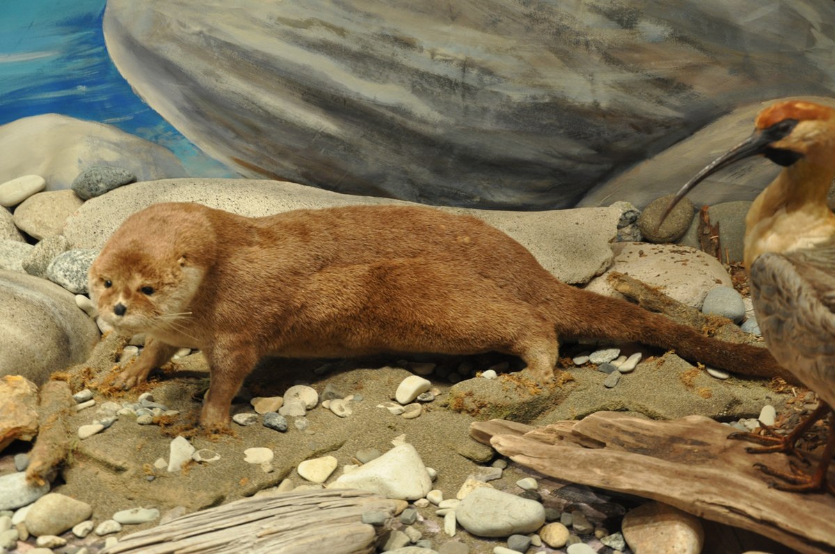 Loutre du Chili